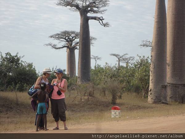 Baobabs avenue