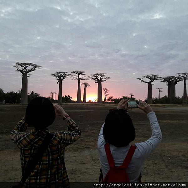 馬達Baobabs avenue