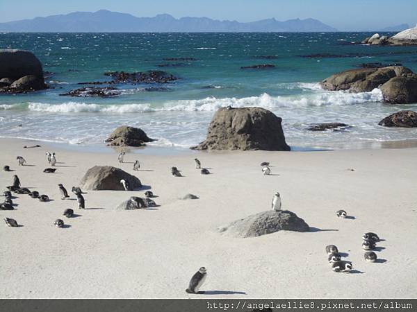 Boulders Beach penguins