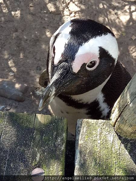 Boulders Beach penguins