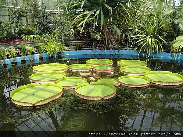 Alexandru Borza Botanical Garden