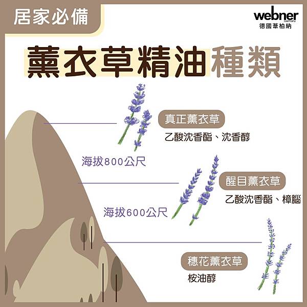 醒目薰衣草、真正薰衣草、穗花薰衣草最常作為精油使用，不同薰衣草精油的化學成分不同，因此功效有差異讓精油新手傻傻分不清，本篇完整比較薰衣草精油功效、用途，教您正確使用「薰衣草精油」。