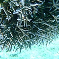 藍色珊瑚
