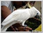 白鸚鵡