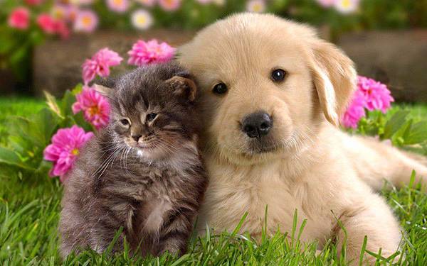 cat & dog