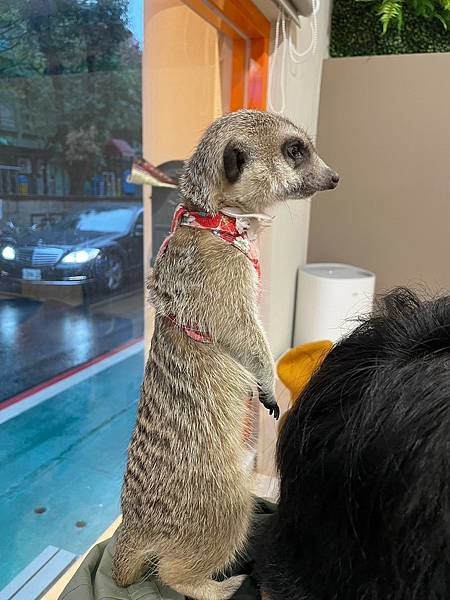 <吃了台北> Meerkat75 Café - 75度獴-敦