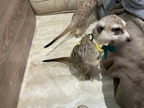 <吃了台北> Meerkat75 Café - 75度獴-敦