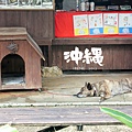 琉球犬 