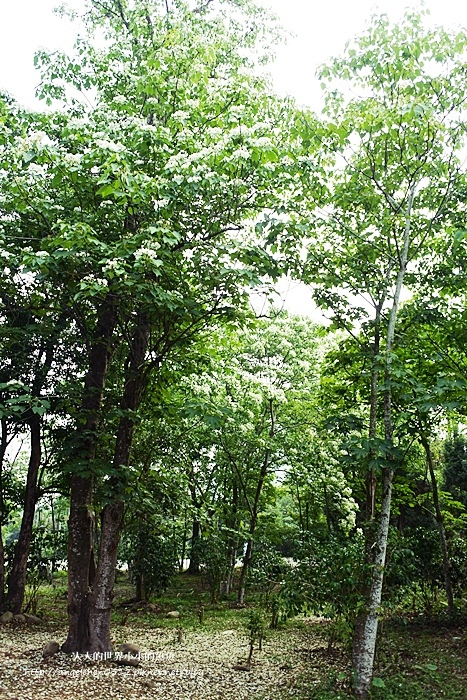 雲林景點 古坑景點  荷包桐花公園6