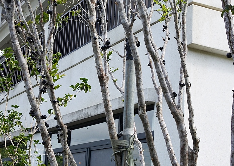 苗栗三義景點 三義景點推薦 舊山線 一日輕旅行 好珈農莊  三義住宿推薦1