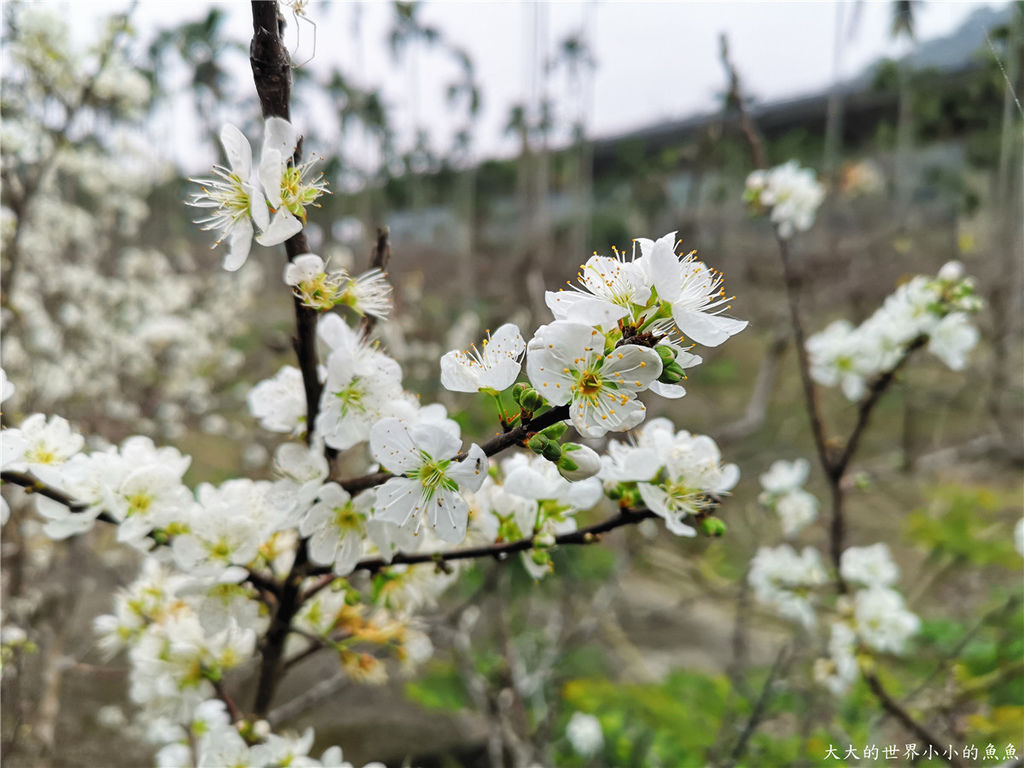 苗栗,公館鄉,苗栗住宿,親子旅行,戀戀山水,農莊民宿,旅店