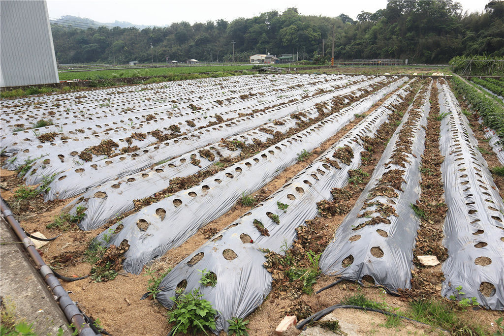 苗栗莓樂地草莓園苗栗 大湖草莓79.jpg