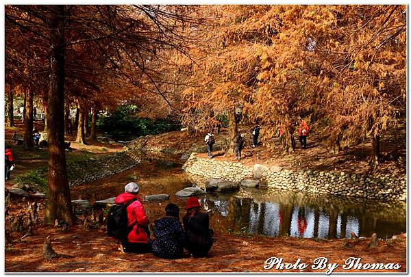 20150101 羅東運動公園(落羽松)_033.jpg