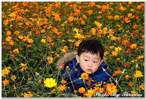 20150101 三星花海熱氣球_026.jpg