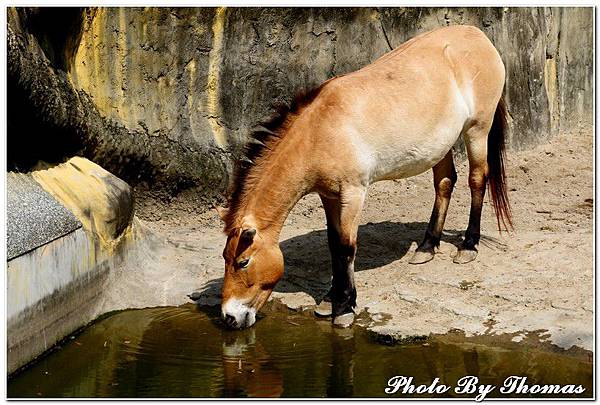 20150221 木柵動物園_010.jpg