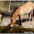 20150221 木柵動物園_010.jpg