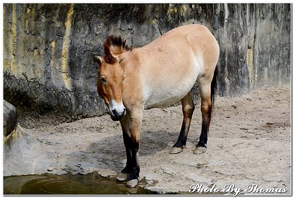 20150221 木柵動物園_011.jpg