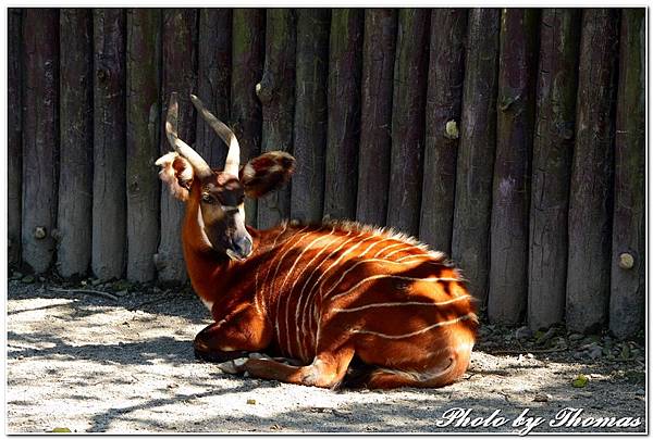 20160210 木柵動物園_010.jpg