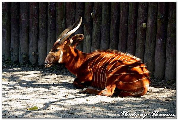 20160210 木柵動物園_011.jpg