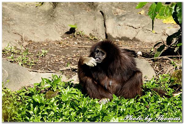 20160210 木柵動物園_002.jpg