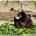 20160210 木柵動物園_002.jpg