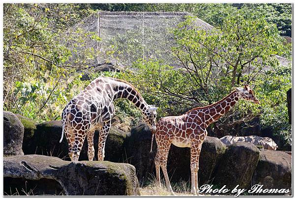 20160210 木柵動物園_023.jpg