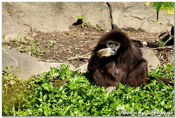 20160210 木柵動物園_003.jpg