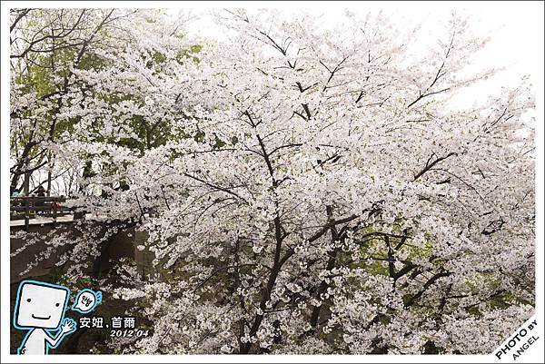 韓國的櫻花屬於白色品種