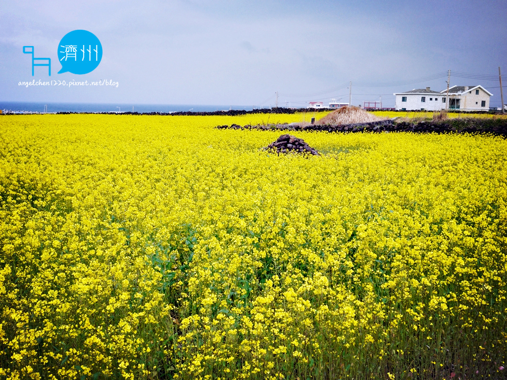 牛島油菜花-1.jpg