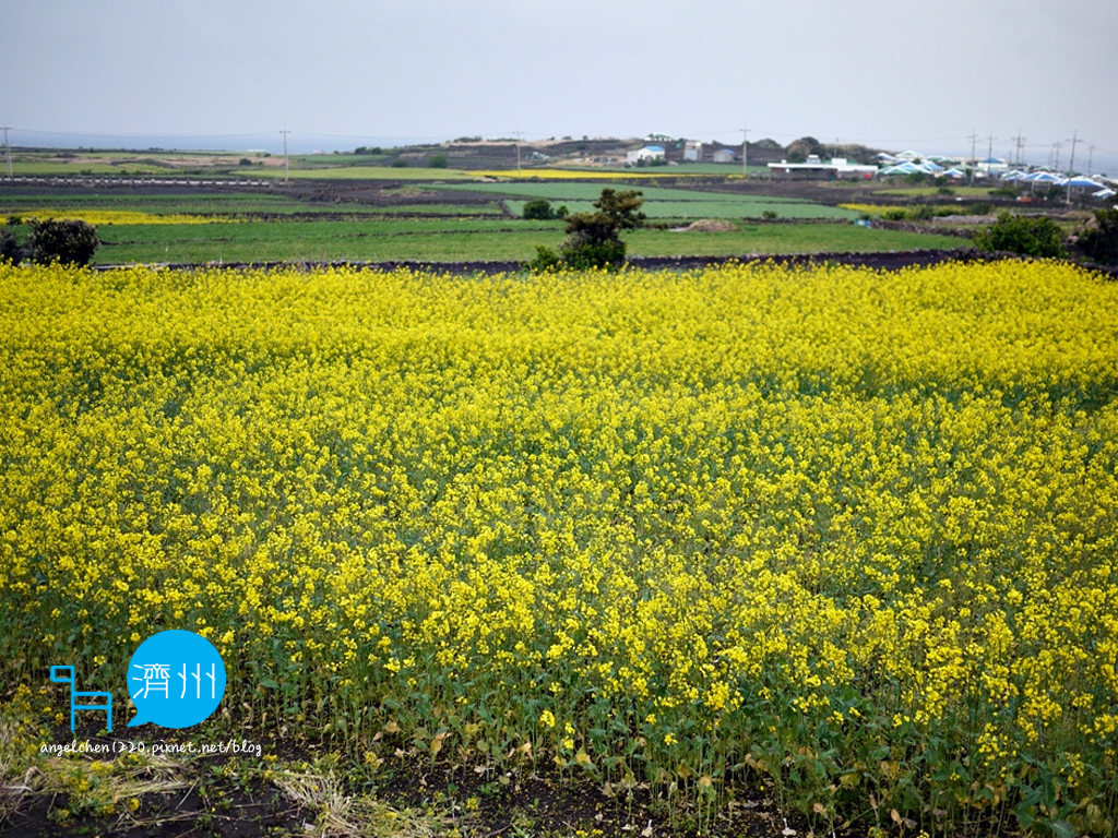 牛島油菜花-6.jpg