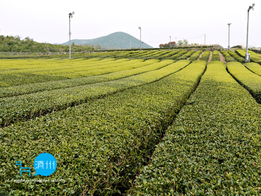 噢雪綠茶園-1.jpg