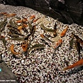 Danuri水族館-8.jpg