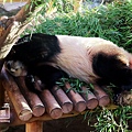 熊貓世界-11.jpg
