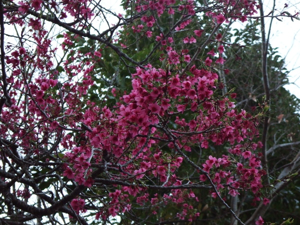 桃紅櫻花