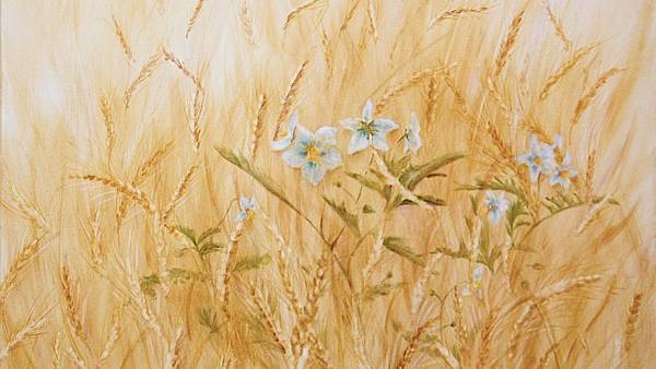 wheat-fields-elisabet-depenoux.jpg