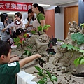 插植物仙女棒 (5).JPG