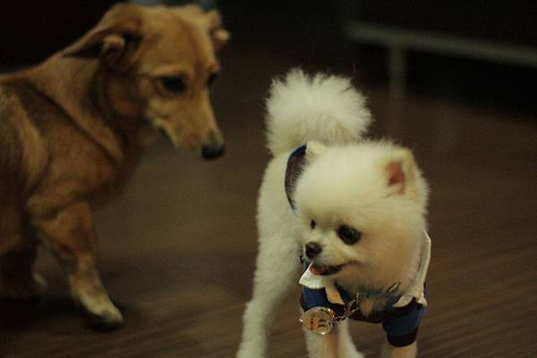 IMG_1233.JPG IMG_1233.JPG