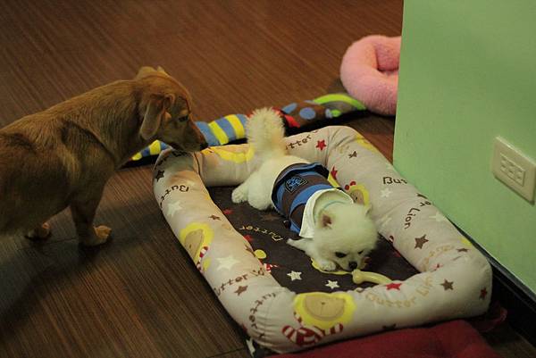 IMG_1265.JPG IMG_1265.JPG