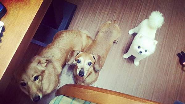 10931426_982261548451176_3486683425942592967_n