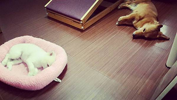 11351154_983497704994227_2898272296965408847_n