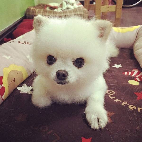 11112447_984117051598959_1210805008040237925_n