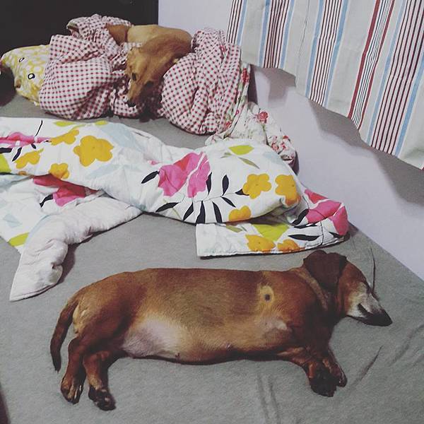 13339454_1196398600370802_8551249456954714511_n.jpg 13339454_1196398600370802_8551249456954714511_n.jpg