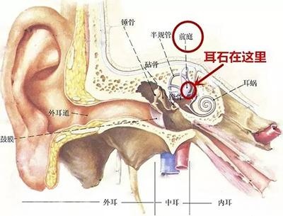 耳石的位置.jpg