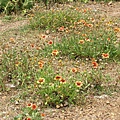 天人菊(澎湖縣花)