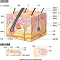 皮膚的構造