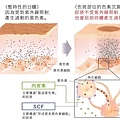 黑色素