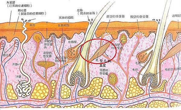 皮膚的生理作用