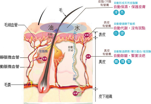 皮膚的保護作用