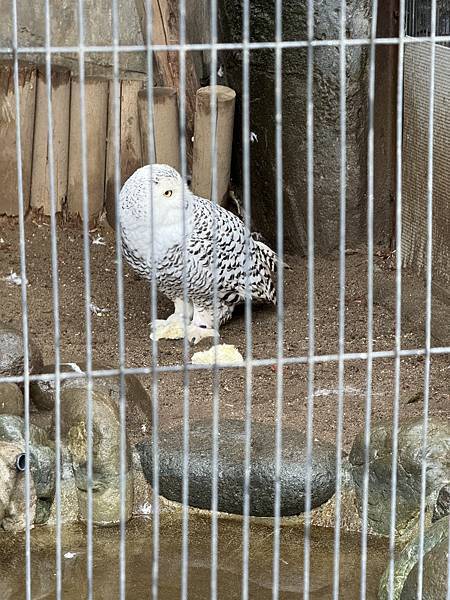 【遊玩】東京旅遊-3 上野動物園