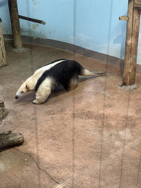 【遊玩】東京旅遊-3 上野動物園